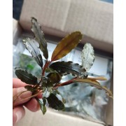 Буцефаландра Шайн Грін (Bucephalandra sp. shine green)